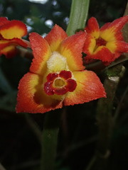 Drymonia ignea