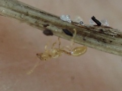 Solenopsis pergandei