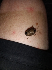 Discocephalinae