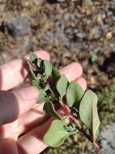 Tetragonia echinata (Tetragonia echinata)