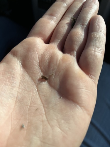iNaturalist observation photo of Beetles
