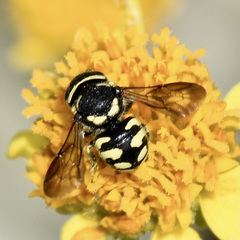 Anthidiellum ehrhorni