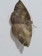 Lepidoptera