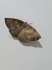Lepidoptera