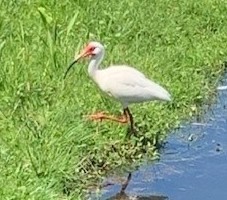 Eudocimus albus