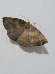 Lepidoptera