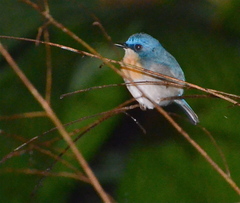 Cyornis turcosus