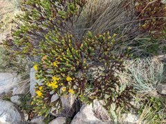 Hypericum costaricense
