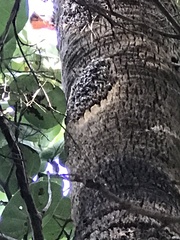 Apis mellifera