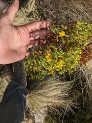 Hypericum costaricense