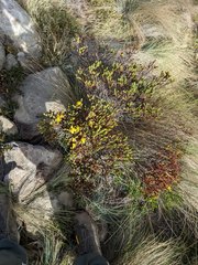 Hypericum costaricense
