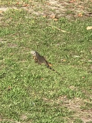 Iguana iguana