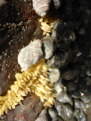 Ocenebrinae
