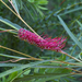 Grevillea aspleniifolia - Photo (c) Eric Hunt, some rights reserved (CC BY-NC-ND)