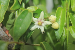 Metastelma parviflorum
