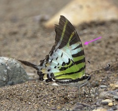 Graphium euphrates