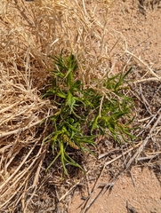 Stillingia paucidentata