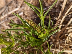 Stillingia paucidentata