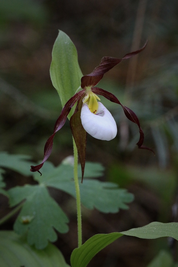 mountain lady's-slipper