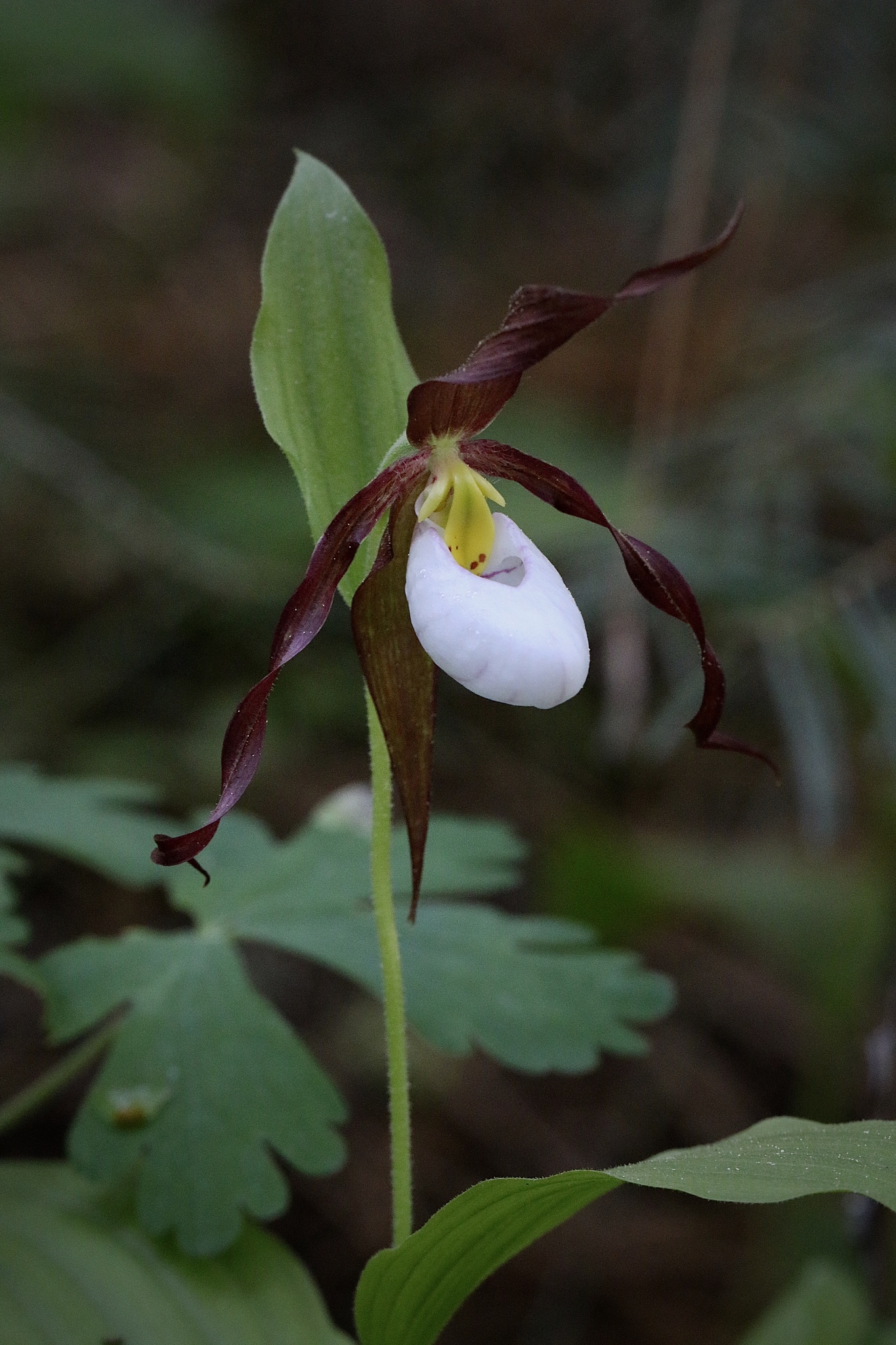 Cypripedium montanum