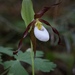 Mountain Lady's-Slipper - Photo (c) Morgan Stickrod, some rights reserved (CC BY-NC), uploaded by Morgan Stickrod