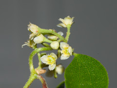 Cocculus orbiculatus