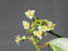 Cocculus orbiculatus
