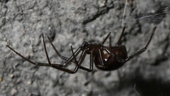 Steatoda