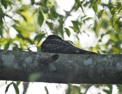 Caprimulgus jotaka