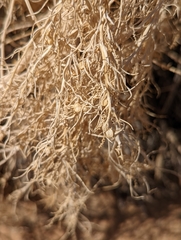 Stillingia paucidentata