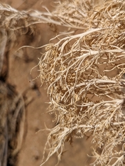 Stillingia paucidentata