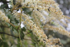 Weinmannia pubescens