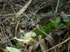 Erythrodiplax umbrata