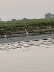 Ardea cinerea