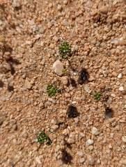 Eremocarya micrantha