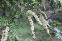 Weinmannia pubescens