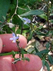 Carlowrightia parviflora