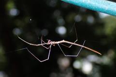 Ariamnes cylindrogaster