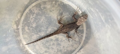Sceloporus grammicus