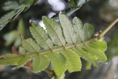 Weinmannia pubescens