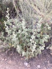 Malacothamnus aboriginum