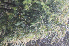 Weinmannia pubescens