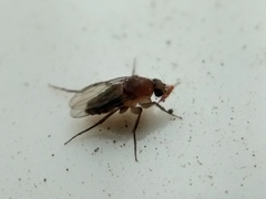 Phoridae