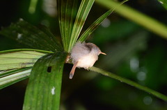 Orthotomus ruficeps