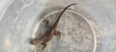 Sceloporus grammicus