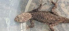 Sceloporus grammicus