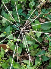 Chloris andropogonoides