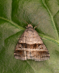 Ozarba punctigera