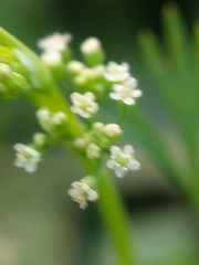 Ammoselinum