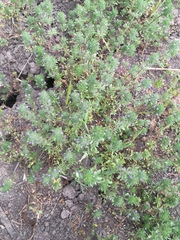 Pogogyne serpylloides